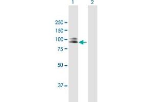 Western Blot analysis of SILV expression in transfected 293T cell line by SILV MaxPab polyclonal antibody. (Melanoma gp100 Antikörper  (AA 1-661))