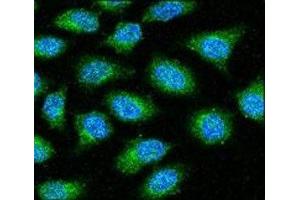 Anti-GAPDH antibody confocal immunofluorescent analysis with HeLa cell. (GAPDH Antikörper  (AA 62-91))