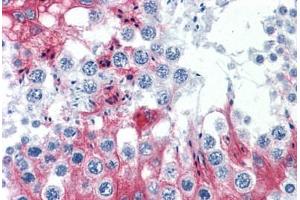 Anti-SLMAP antibody IHC staining of human testis.