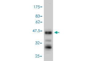 Western Blot detection against Immunogen (53. (TNFSF13 Antikörper  (AA 1-247))