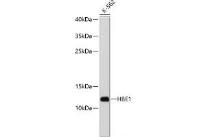 Western blot analysis of extracts of K-562 cells using HBE1 Polyclonal Antibody at dilution of 1:1000. (Hemoglobin, epsilon 1 (HBe1) Antikörper)
