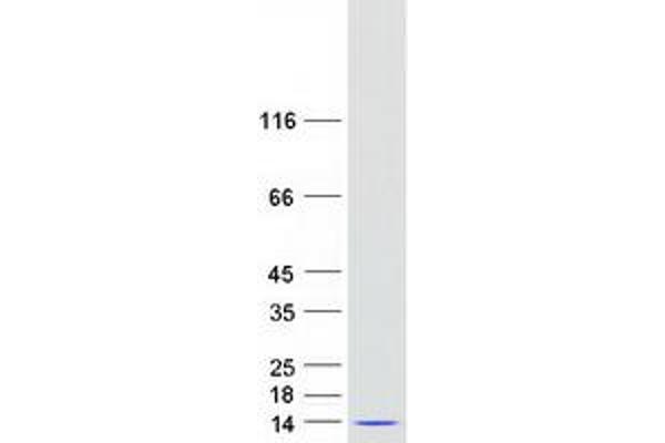 PYDC1 Protein (Myc-DYKDDDDK Tag)