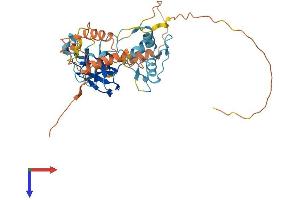 PRDM12 Protein (AA 1-365) (His tag)
