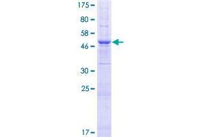 TMEM38B Protein (AA 1-291) (GST tag)