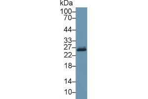 Western Blot; Sample: Bovine Liver lysate; Primary Ab: 1µg/ml Rabbit Anti-Bovine GSTp Antibody Second Ab: 0.