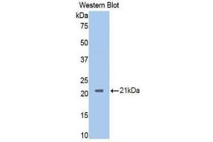 Western Blotting (WB) image for anti-Neuropilin 1 (NRP1) (AA 275-424) antibody (ABIN1860058) (Neuropilin 1 Antikörper  (AA 275-424))