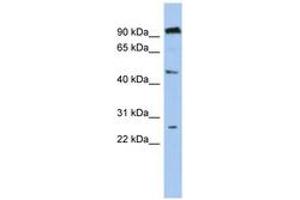 Image no. 1 for anti-Chromosome 1 Open Reading Frame 174 (C1orf174) (AA 107-156) antibody (ABIN6743947) (C1orf174 Antikörper  (AA 107-156))