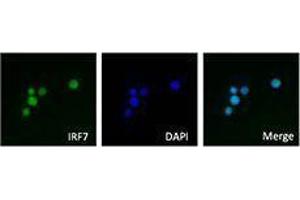 Immunofluorescence (IF) image for anti-Interferon Regulatory Factor 7 (IRF7) antibody (ABIN2666280)