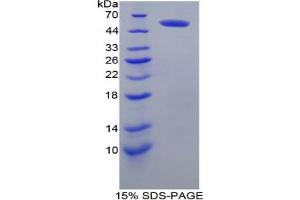 SDS-PAGE analysis of Mouse FcgR3A Protein. (FCGR3A Protein)