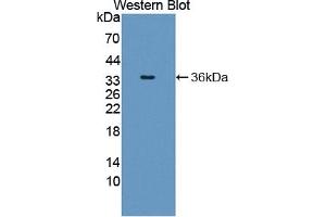 Western Blotting (WB) image for anti-SHC (Src Homology 2 Domain Containing) Transforming Protein 1 (SHC1) (AA 272-559) antibody (ABIN7435826)
