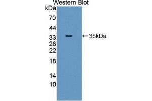 Detection of Recombinant SHC1, Human using Polyclonal Antibody to SHC-Transforming Protein 1 (SHC1) (SHC1 Antikörper  (AA 272-559))