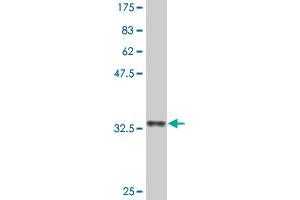 Western Blot detection against Immunogen (33. (EFHD1 Antikörper  (AA 168-238))