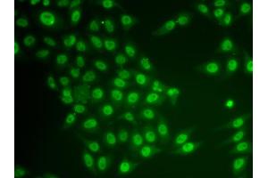 Immunofluorescence analysis of HeLa cells using CRY2 antibody (ABIN6291959). (CRY2 Antikörper)
