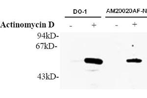 Western Blotting (WB) image for anti-Tumor Protein P53 (TP53) (AA 378-393), (pSer392) antibody (ABIN487475) (p53 Antikörper  (pSer392))