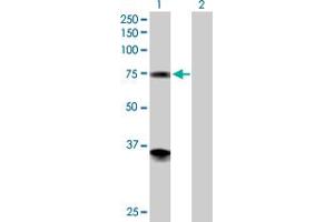 Western Blot analysis of PGM2 expression in transfected 293T cell line by PGM2 MaxPab polyclonal antibody. (Phosphoglucomutase 2 Antikörper  (AA 1-612))