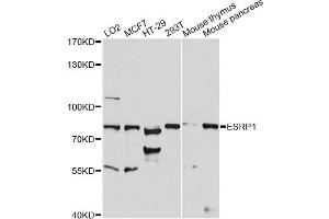 Western blot analysis of extracts of various cell lines, using ESRP1 antibody (ABIN6291656) at 1:1000 dilution. (ESRP1 Antikörper)