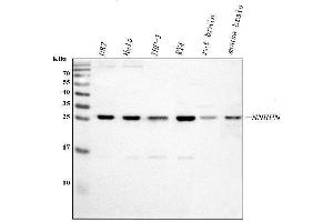 Western blot analysis of SNRPN using anti-SNRPN antibody (ABIN3043934). (SNRPN Antikörper  (N-Term))
