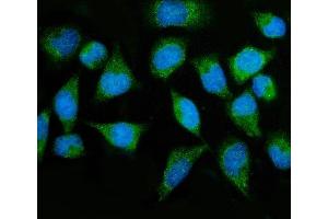 IF analysis of MTMR2 using anti-MTMR2 antibody (ABIN7603228). (MTMR2 Antikörper  (N-Term))