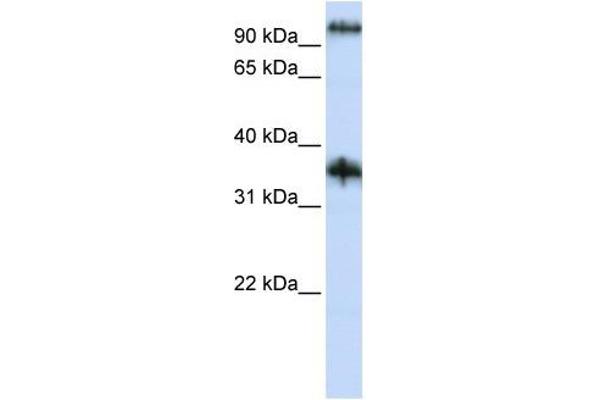 Ferric-Chelate Reductase 1 Like (FRRS1L) (N-Term) Antikörper