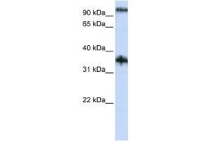C9ORF4 antibody used at 1 ug/ml to detect target protein.
