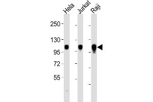 ITGA7 Antikörper  (C-Term)