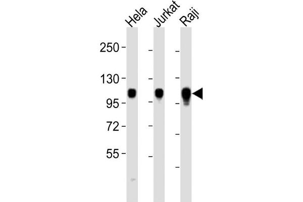 ITGA7 Antikörper  (C-Term)