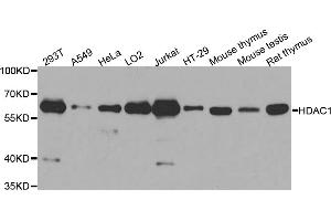 Western blot analysis of extracts of various cell lines, using HDAC1 antibody (ABIN5970068) at 1/1000 dilution. (HDAC1 Antikörper  (N-Term))