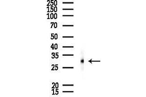 Western blot analysis of lysates from PC12 cells, using PSM Antibody at 1/1000 dilution.