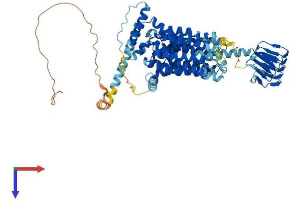 SV2B Protein (AA 1-683) (His tag)