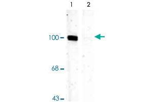 Western blot of rat hippocampal lysate showing specific immunolabeling of the ~100k Gria1 protein phosphorylated at Ser831 (Control). (Glutamate Receptor 1 Antikörper  (pSer831))