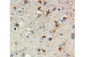 IHC-P analysis of Brain tissue, with DAB staining. (TGFBR3 Antikörper  (AA 469-724))