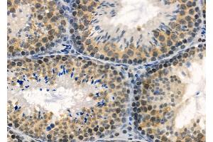 ABIN6260274 and ABIN6272782 at 1/100 staining Mouse testis tissue by IHC-P. (ARNTL Antikörper  (Internal Region))