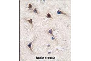 Formalin-fixed and paraffin-embedded human brain tissue reacted with SEA antibody (C-term) (ABIN389214 and ABIN2839370) , which was peroxidase-conjugated to the secondary antibody, followed by DAB staining. (SEMA6A Antikörper  (C-Term))