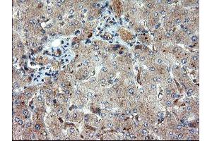 Image no. 7 for anti-Dual Specificity Phosphatase and Pro Isomerase Domain Containing 1 (DUPD1) antibody (ABIN1497927)