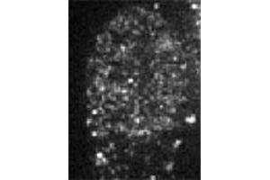 Immunofluorescent staining of CBX1 in baby hamster kidney cells with CBX1 polyclonal antibody . (CBX1 Antikörper  (AA 176-185))