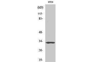 Western Blotting (WB) image for anti-Similar To Olfactory Receptor, Family 2, Subfamily T, Member 1 (OR2T1) (C-Term) antibody (ABIN3186070)