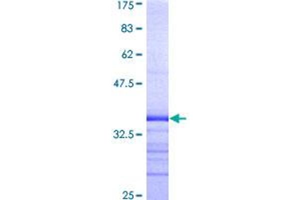 KCNA3 Protein (AA 424-523) (GST tag)