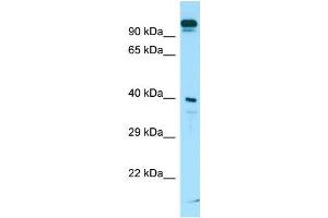 Western Blotting (WB) image for anti-Solute Carrier Family 7 (Neutral Amino Acid Transporter Light Chain, Asc System), Member 10 (SLC7A10) (C-Term) antibody (ABIN2790134) (SLC7A10 Antikörper  (C-Term))