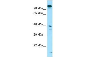 Western Blotting (WB) image for anti-Solute Carrier Family 7 (Neutral Amino Acid Transporter Light Chain, Asc System), Member 10 (SLC7A10) (C-Term) antibody (ABIN2790134)
