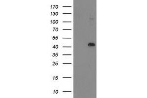 Western Blotting (WB) image for anti-NIF3 NGG1 Interacting Factor 3-Like 1 (NIF3L1) antibody (ABIN1496615) (NIF3L1 Antikörper)