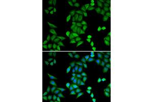 Immunofluorescence (IF) image for anti-Recombination Signal Binding Protein For Immunoglobulin kappa J Region (RBPJ) antibody (ABIN1876876)