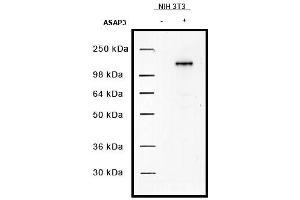 Image no. 1 for anti-ArfGAP with SH3 Domain, Ankyrin Repeat and PH Domain 3 (ASAP3) antibody (ABIN401043) (ASAP3 Antikörper)
