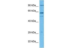 Western Blotting (WB) image for anti-GNAS Complex Locus (GNAS) (N-Term) antibody (ABIN2775542)