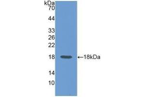 Detection of Recombinant CD99, Rat using Polyclonal Antibody to Cluster Of Differentiation 99 (CD99)