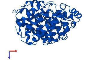 ADPRH Protein (AA 1-357) (His tag)