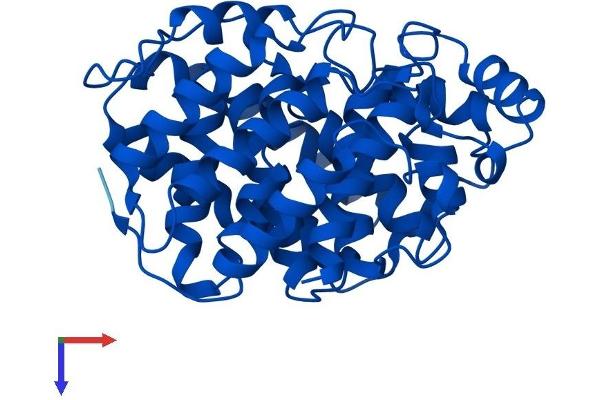ADPRH Protein (AA 1-357) (His tag)