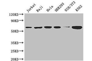 Western Blot Positive WB detected in: Jurkat whole cell lysate, Raji whole cell lysate, Hela whole cell lysate, HEK293 whole cell lysate, NIH/3T3 whole cell lysate, K562 whole cell lysate All lanes: CCT8 antibody at 3 μg/mL Secondary Goat polyclonal to rabbit IgG at 1/50000 dilution Predicted band size: 60, 58, 52 kDa Observed band size: 60 kDa (CCT8 Antikörper  (AA 224-491))