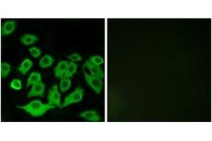 Immunofluorescence analysis of A549 cells, using RPL36 Antibody.