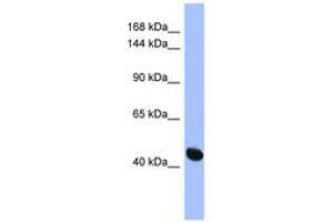 Image no. 1 for anti-Ras Protein-Specific Guanine Nucleotide-Releasing Factor 1 (RASGRF1) (AA 107-156) antibody (ABIN6744091)
