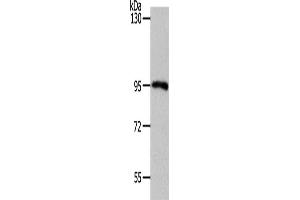 Western Blotting (WB) image for anti-Myb-Like, SWIRM and MPN Domains 1 (MYSM1) antibody (ABIN2432121) (MYSM1 Antikörper)